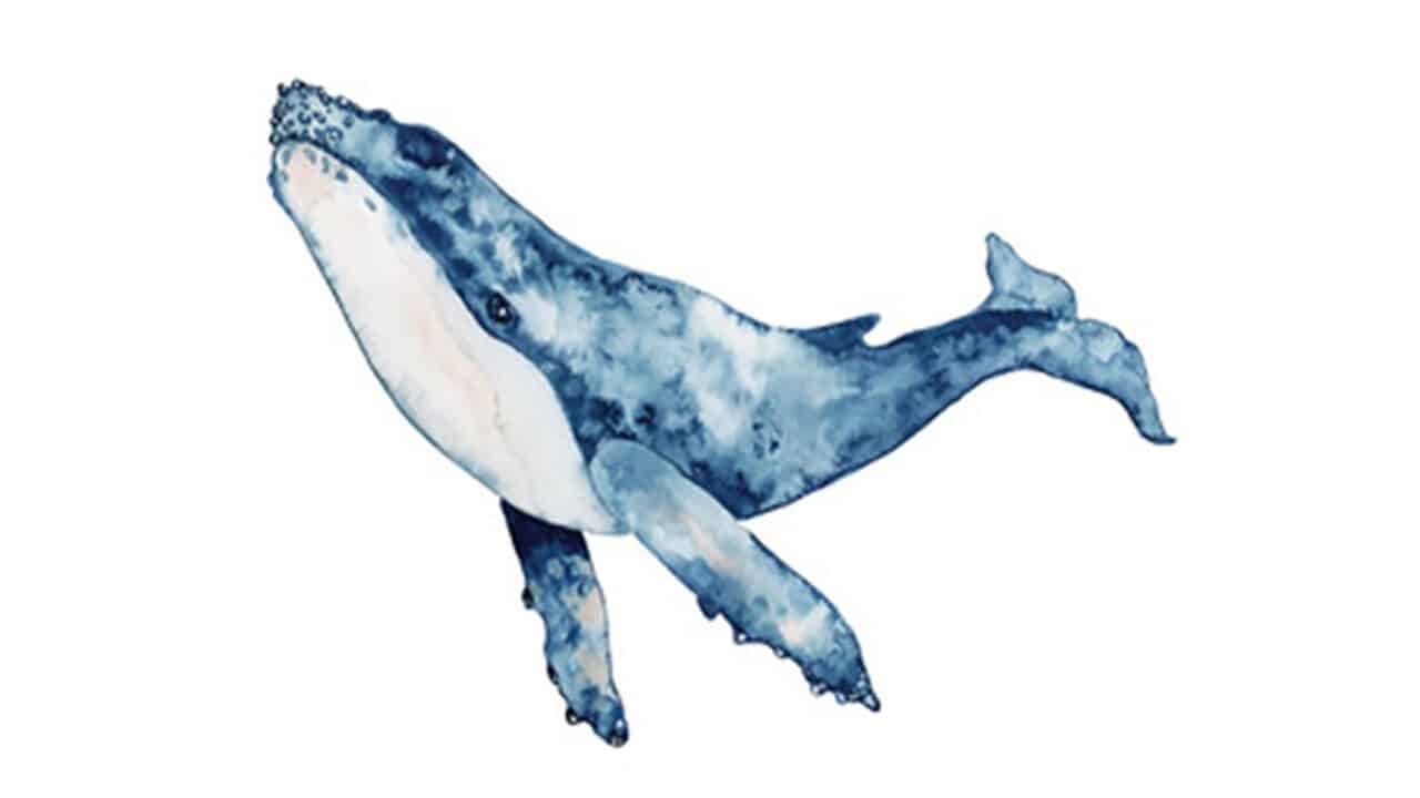 Illustration of a whale